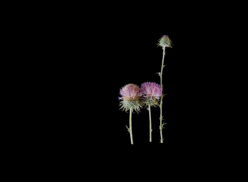 Three thistle flowers with purple bloom on black background.