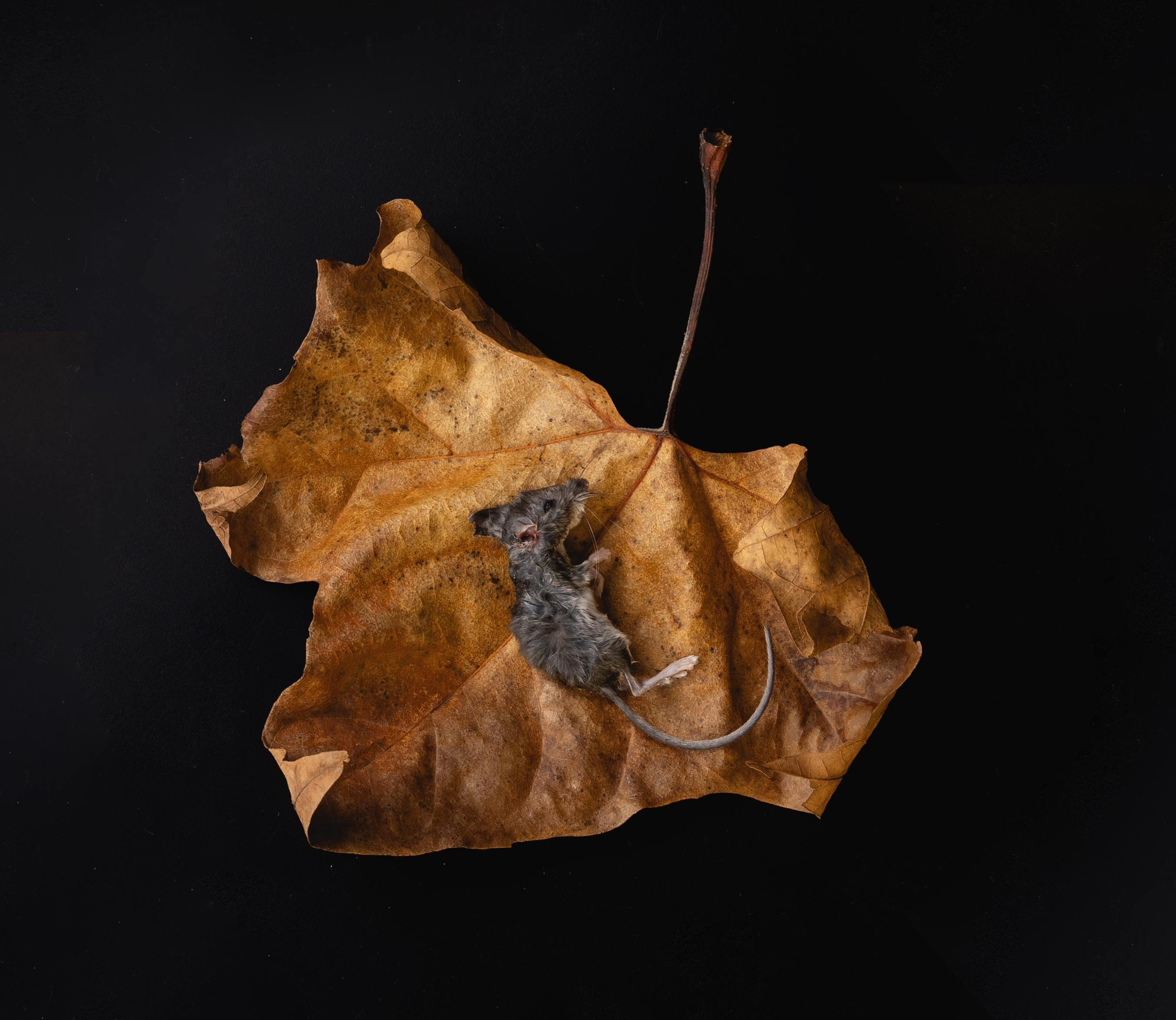 Field Guide 011:  House Mouse