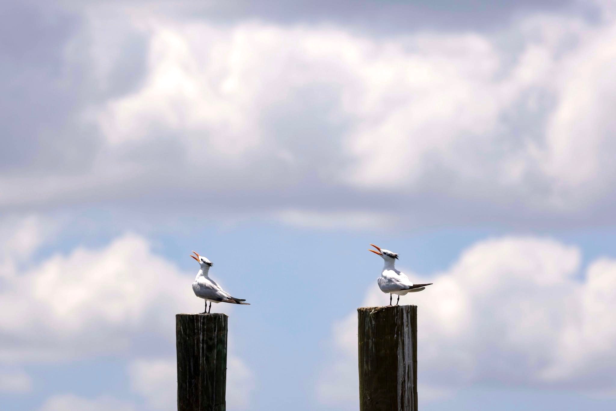 Becoming the Laridae